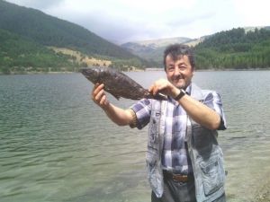 Tosya’daki Gölette Toplu Balık Ölümleri