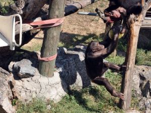Sıcaktan Bunalan Şempanzeler Dondurulmuş Meyveler İle Serinletildi