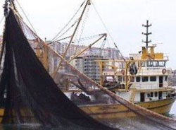 Karadeniz'de Balık Türü Azaldı