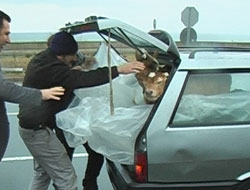 Rize'de Danaları Otomobille Taşıdı