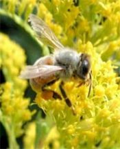 Arı sokarsa bunları yapmayın