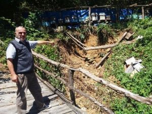 Cide’de Sel, Fındık Üreticilerini Ve Arı Yetiştiricilerini Olumsuz Etkiledi