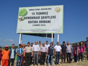Tosya’da “15 Temmuz Demokrasi Şehitleri Hatıra Ormanı” Kuruldu