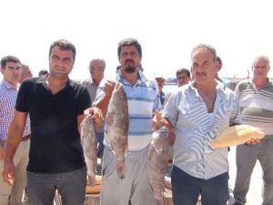 Mersin’de Lagos Balığının Avlanma Yasağına Tepki