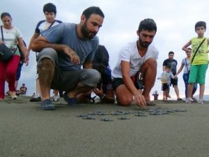 Yavru Kaplumbağalar Denizle Buluştu