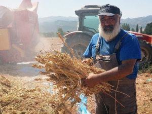 Ovacık’ta Kinoa Hasadı