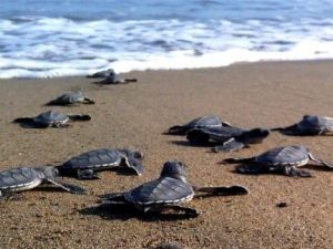 Yeşil Deniz Kaplumbağalarından Dolayı Dünyanın Gözü Kazanlı’da