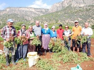 Taze Yer Fıstığının Kilosu 6 Liradan Satılıyor