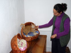 Evini Kedilere Tahsis Etti