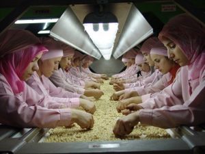 Bin 502 Ton Fındık İhraç Edildi