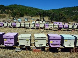 Balıkesir Ormanlarından Bal Akıyor