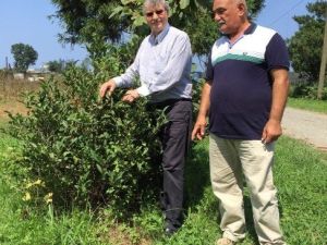 Tıbbı Ve Aromatik Bitkilerin Gen Haritası Oluşturuluyor