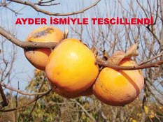 Ayder ismiyle Hurma Tescillendi