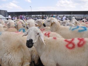 Çorum’da Yetiştiricilere 172 Adet Damızlık Koç Ve Teke Dağıtıldı