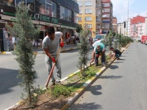 Giresun’da Yeşil Alanların Temizliği Yapılıyor