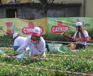 Rize'de "Çay Toplama Yarışması" Düzenlendi