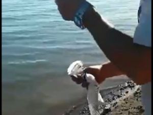 Balık Avlarken Oltasına Kuş Takıldı