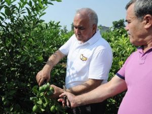 Limon Diyarında Hasat 1 Lira 20 Kuruşla Başladı