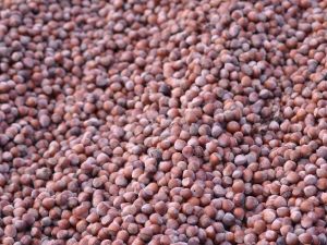Üreticinin Gözü Kulağı Fındık Fiyatlarında