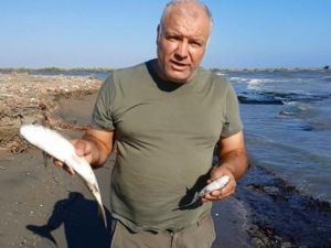 Seyhan Nehri’ndeki Kirlilik, Balık Ölümlerine Yol Açtı