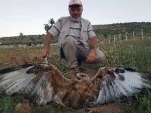Kelkit’te Yaralı Kartal Bulundu