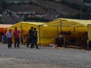 Trabzon’da Kurbanlıklar Pazara İndi