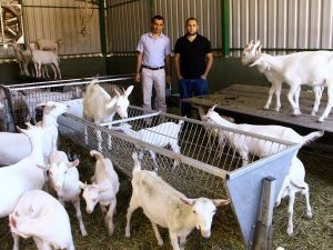 Bu Keçiler Yılda 1 Ton Süt Veriyor