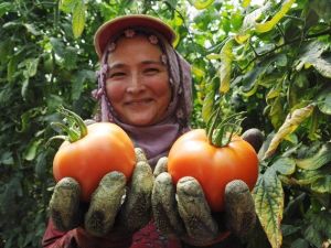 İhracatlık Domates Yüzleri Güldürüyor