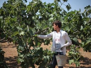 Siyah İncire Büyükşehirle İhracat Dopingi
