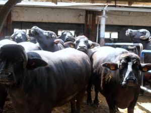 Meşhur İtalyan Peynirleri Bursa’da Manda Sütünden Üretiliyor