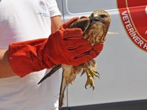 Yaralı Şahinin İmdadına Veteriner, Hayvan Ambulansı İle Yetişti