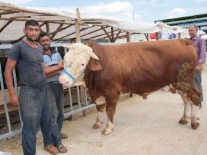 1 Tonluk "Paşa" Adlı Dana 17 Bin Tl’ye Alıcı Bekliyor