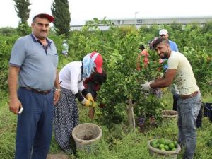 Mandalinada İlk Hasat Yapıldı