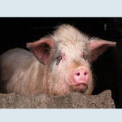 Domuz gribi nedir, nasıl bulaşır?