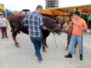 Tonluk Hayvanlar Vatandaşların İlgi Odağı Oldu