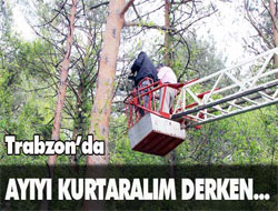 Trabzon'da ayıyı kurtaralım derken!