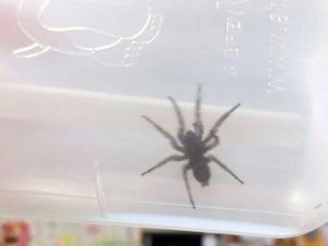 Kulağından Canlı Örümcek Çıktı