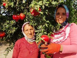 Yılın İlk Nar Hasadı Yapıldı
