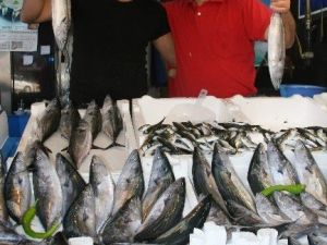 Palamut Tezgahlarda Kendini Göstermeye Başladı