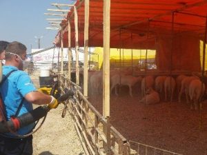 Kurban Kesiminde Sağlıklı Koşullara Dikkat