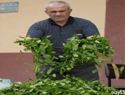 Çay Üreticisi Fiyat Bekliyor