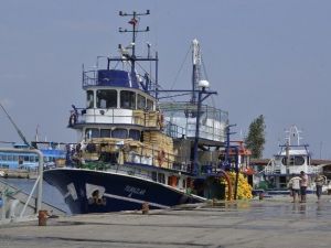 Marmara’da Hamsi Bereketi