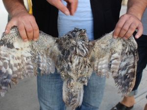 Yaralı Baykuş Tedavi Altına Alındı