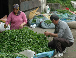 Özel Sektör Üreticiyi Affetmiyor!