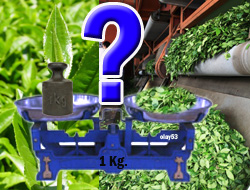 2012 Yaş Çay Fiyatı Açıklandı