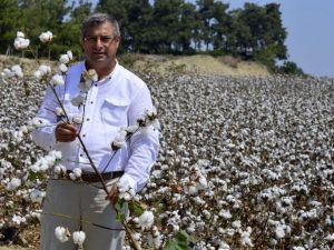 Çiftçiler Pamukta Daha Fazla Destek İstiyor