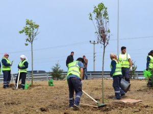 Ordu’da 8 Ayda 1.5 Milyon Fidan Dikildi
