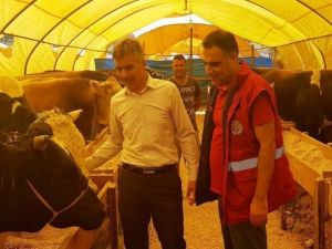 Kurban Pazarları Denetleniyor