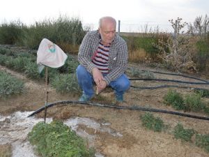 Doğal Tedavi Bitkileri Feylesoflardan