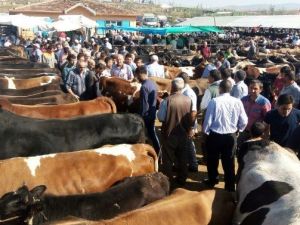 Vezirköprü’de Kurban Pazarı Hareketlendi
